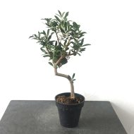 オリーブ 2210-ne | 国産オリーブオイルやギフトの通販 SOUJU